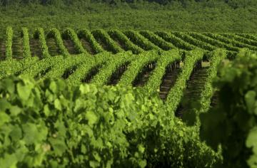 Cahors vineyards © Cahors wines